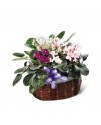 African Violets